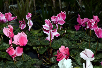 Houseplant Cyclamen, flower in a pot.