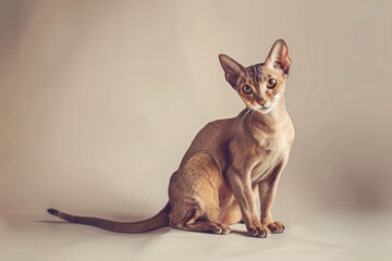 A striking oriental cat with large ears and almond-shaped eyes sits gracefully on a light background