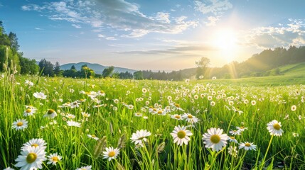 Beautiful spring and summer natural panoramic pastoral landscape with blooming field of daisies in the grass in the hilly countryside. - obrazy, fototapety, plakaty