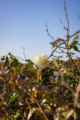 thorn bush with a blooming white rose, nature, growing by the road, day with clear sky, Malta