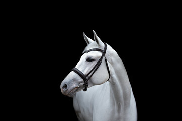 Portrait of a grey horse in profile on a black background. A horse on a dark background