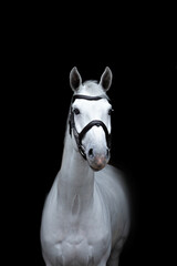 Vertical photo of a gray horse on a black background. A horse on a dark background