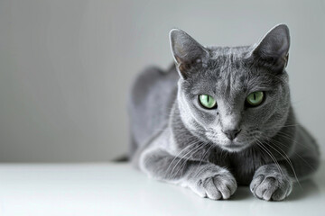 A Russian Blue cat, with its striking blue-gray coat, elegantly isolated against a luminous backdrop