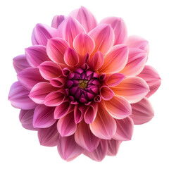 pink dahlia flower isolated