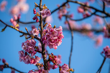 Obraz premium 日本の岡山県倉敷市の可憐で美しい河津桜