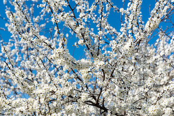 Das Geäst eines weiß blühenden Schlehendorns mit vielen Blüten vor blauem, wolkenlosem Himmel im Frühling