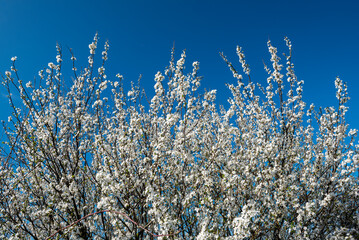 Das Geäst eines weiß blühenden Schlehendorns mit vielen Blüten vor blauem, wolkenlosem Himmel im Frühling