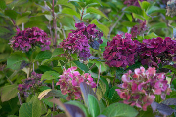 紫色の紫陽花