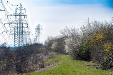 In einer Linie stehende Hochspannungsmasten mit blühenden Büschen im Unterholz im Vordergrund und milchig, weiß-blauem Himmel im Frühling