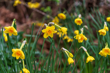 yellow daffodils in spring