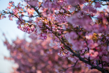 日本の岡山県倉敷市の可憐で美しい河津桜