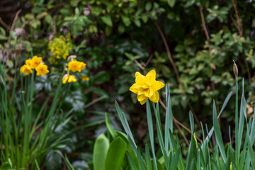 daffodils in spring
