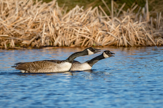 Canada goose pagina oficial resultados online