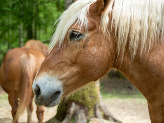 primer plano de la cabeza de un caballo de color marr&oacute;n