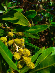 Fototapeta premium little green nuts on a branch