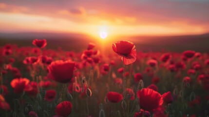 A field filled with vibrant red flowers as the sun sets in the background, casting a warm glow over the scene