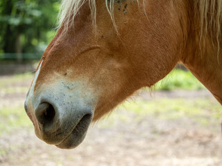 Obraz premium Morro de un Caballo en Primer Plano: Belleza Rústica y Natural