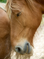 cabeza de un caballo marrón con los ojos cerrados - obrazy, fototapety, plakaty