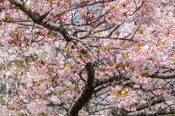 満開のオオカンザクラ（愛知県名古屋市東区白壁）