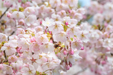 満開のオオカンザクラ（愛知県名古屋市東区白壁）