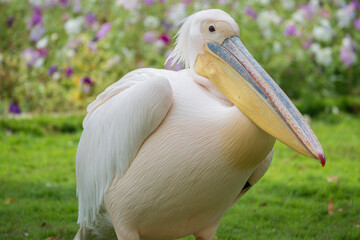Great white pelican, Pelecanus onocrotalus, Al Areen Wildlife Park