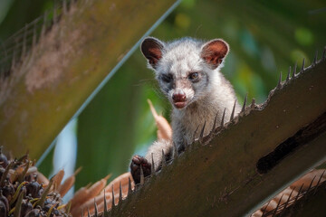 Masked palm civet or Paguma larvata