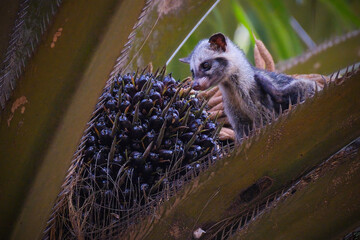 Fototapeta premium Masked palm civet or Paguma larvata