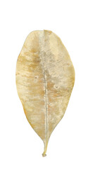 leaf isolated on white background