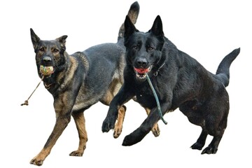 Two German Shepherds running in a park with balls in their mouths