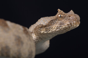 Portrait of a Field's Horned Viper against a black background
