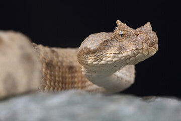 Portrait of a Field's Horned Viper on a rock
