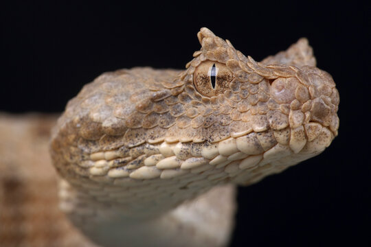 Portrait of a Field's Horned Viper against a black background

