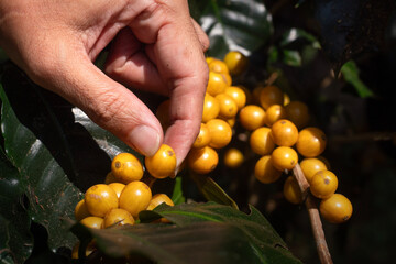 Yellow Bourbon or yellow coffee bean berry plant fresh seed coffee tree growth in eco organic farm, yellow ripe seed berries harvest arabica coffee garden.
