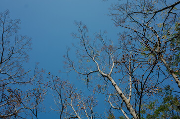 tree in the sky