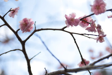 麗水