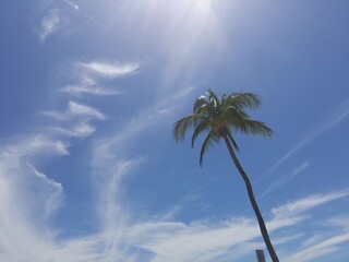 Upshot Key West Palm Sky