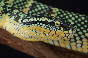 Portrait of a Wagler's Pit Viper on a branch
