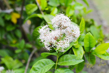 Ixora ebarbata craib white flower