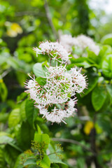 Ixora ebarbata craib white flower