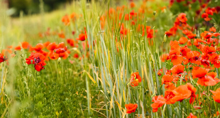 field of red poppies blooms amidst lush green grass, creating a picturesque countryside scene - 754869702