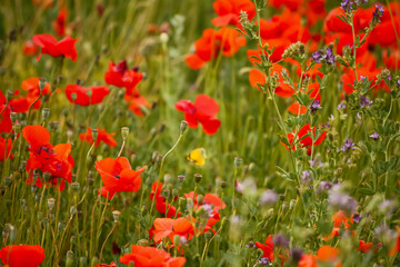 field of red poppies blooms amidst lush green grass, creating a picturesque countryside scene - 754869703