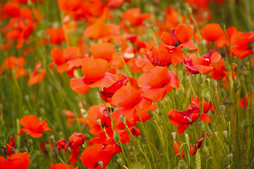 field of red poppies blooms amidst lush green grass, creating a picturesque countryside scene