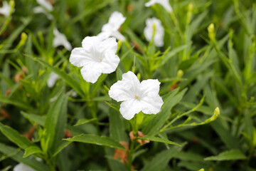 Ruellia tuberosa flowers with green leaves