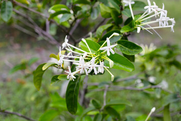 Posoqueria latifolia rudge schult flower.