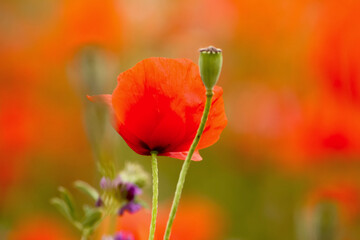 Bright red poppy in bloom, soft focus, surrounded by other blurred poppies - 754869741
