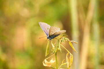 butterfly perched on wilted leaves in a natural setting - 754869753