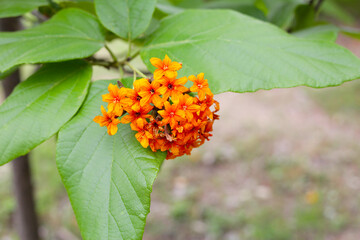 Cordia sebestena flower on tree