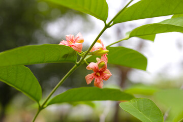 Wrightia hybrid flower with green leaves