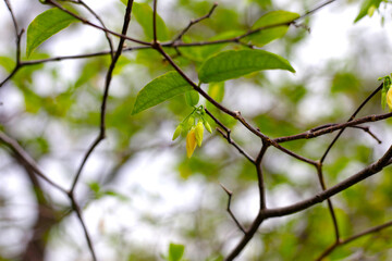Wrightia plant with white flower