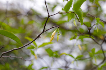 Wrightia plant with white flower